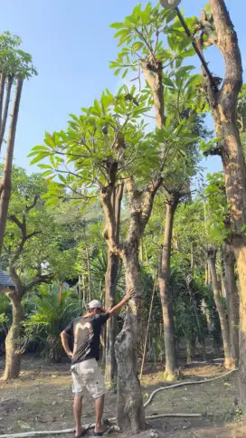 Pohon Kamboja fosil - Kamboja fosil