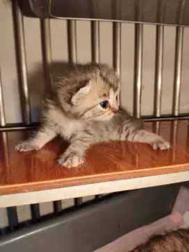 Scottish Fold Induk + 3 Anak Scottish Line PED