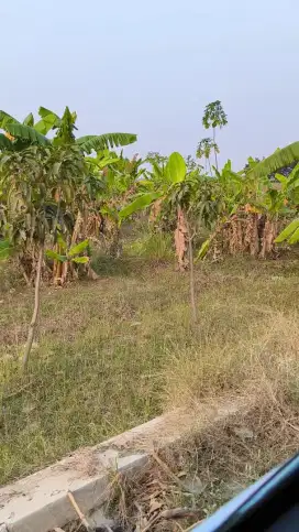 JUAL TANAH CEPAT KAB. BREBES ±320m²