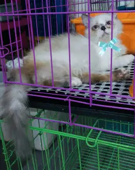 Persia kitten himalaya