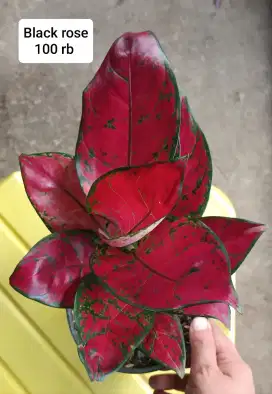Jual tanaman hias bandung