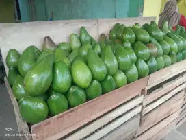 Alpukat mentega asli lampung