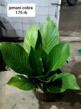 Jual tanaman hias bandung