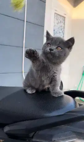 kucing British munckhin