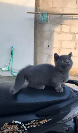 kucing Bsh British shorthair