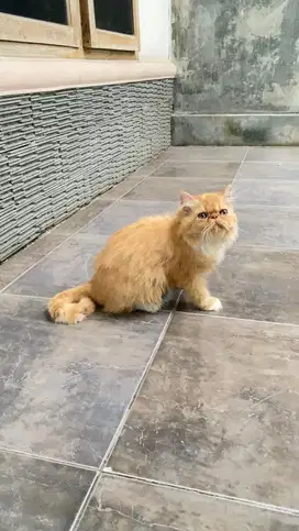 Kucing persia peaknose kitten