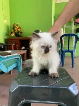 Kucing Himalaya