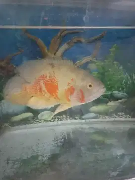 Ikan oscar albino size besar