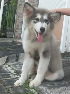 Alaskan malamute puppies betina