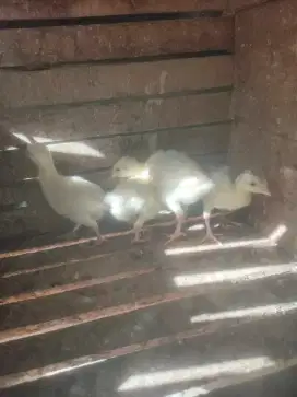 Ank kalkun jumbo Lok kr Raya Aceh Besar