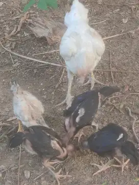 Ank ayam Bangkok