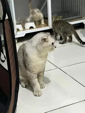 Bsh scootishfold sf jago kawin silver tabby