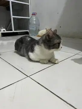 Bsh munchkin cebol