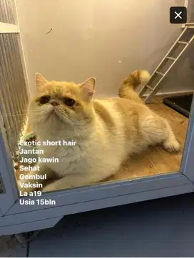 Peaknose Jantan jago kawin