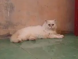 kucing ras anggora persia flatnose