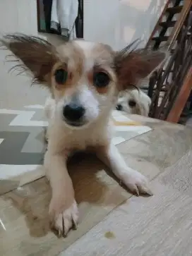 Jual anak anjing