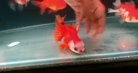 Koki oranda rw sakura