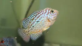 Louhan Kamfa F2 ori Thai