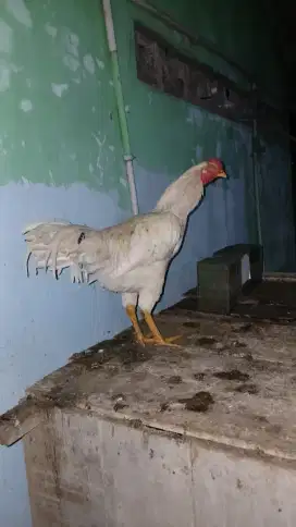 Ayam jago putih