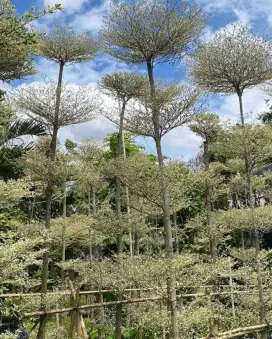 Pohon Ketapang kencana varigata
