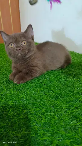 Lepas Adopt Munchkin Choco Cinnamon Betina