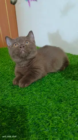 Lepas Adopt Munchkin Choco Cinnamon Betina
