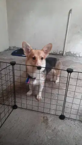Open Adopt Corgi