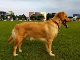 Golden Retriever Murmer