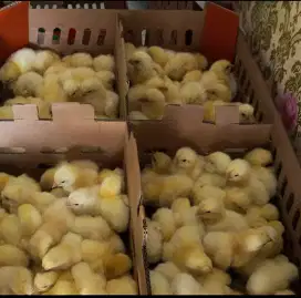 Jual DOC Ayam Broiler-Pedaging Super Bandung-Ciwidey  Siap Kirim