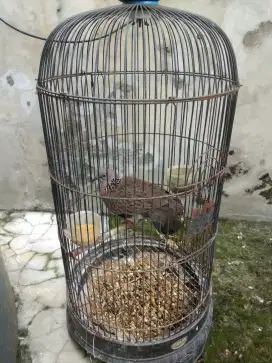 Tekukur jantan plus kandang