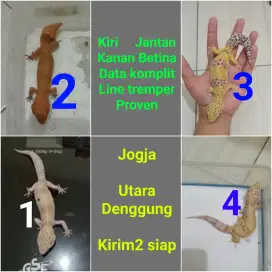 Leopard Gecko indukan