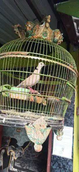 puter pelung gacor ngguguk