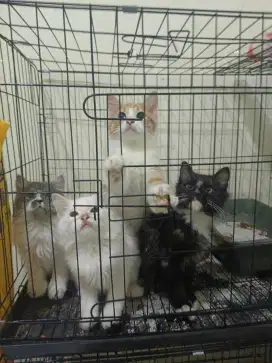 Kucing Persia kitten