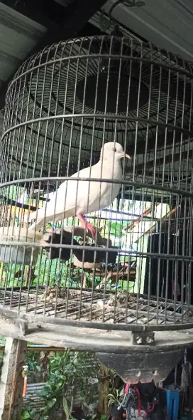 puter pelung putih gacor