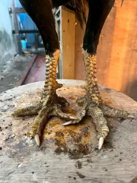 Cari Anak Ayam Sisik Buaya