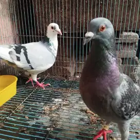 Merpati pos indukan