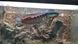 Ikan Chana auranti