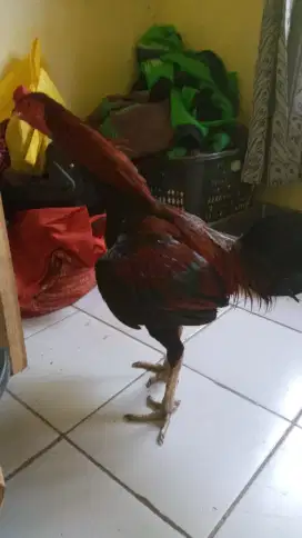 Ayam bangkok jawara
