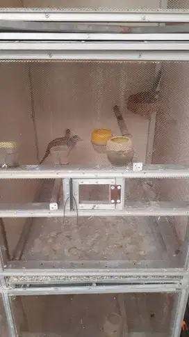 Burung perkutut bangkok