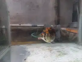 Ikan mas koki ryukin
