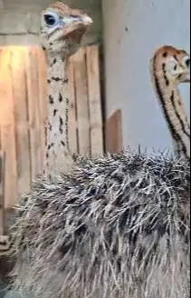 sepasang anakan burung oenta 1 bulanan siap terna piara hobby2an puas