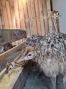 sepasang anakan burung oenta 1 bulanan siap terna piara hobby2an puas