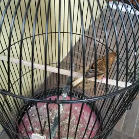 Di jual burung kenari betina siapan