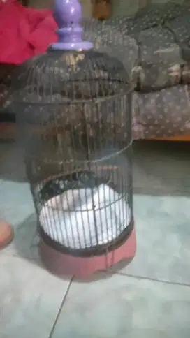 Kandang kapsul mini di BSD