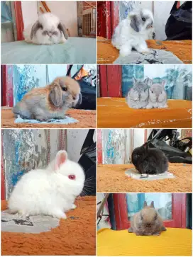 Peternakan kelinci lucu lucu jinak