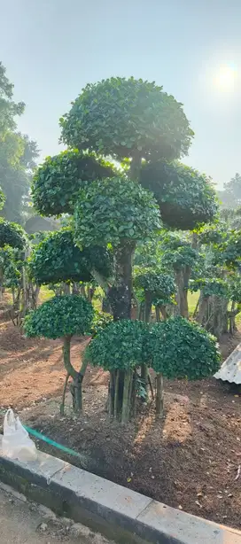 Bonsai beringin korea
