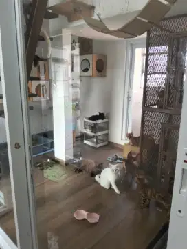 BERSIHKAN RUANGAN KUCING. DAN BISA RAWAT KUCING