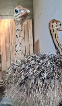 sepasang anakan burung raksasa 2 bulanan exotik siap piara unik manteb