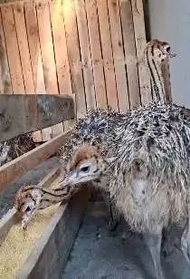 sepasang anakan burung oenta 1 bulanan exotik siap piara jamin manteb