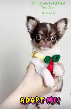 Chihuahua Long Hair Tea Cup Jantan